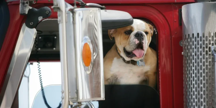 Dog accidentally shoots woman Scottsbluff Nebraska